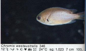 Chromis westaustralis